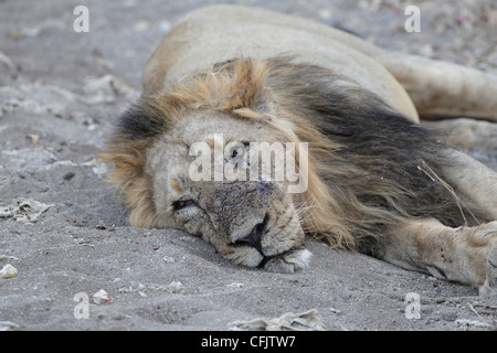 Homme lion asiatique au RIF National park Banque D'Images