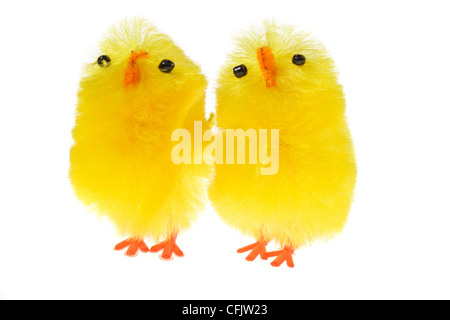 Chicklings jaune photo sur le fond blanc Banque D'Images