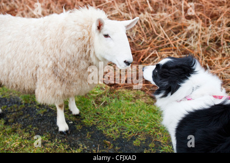 Trois moutons à Portnalong, Isle of Skye, Scotland, UK, d'être surveillés de près par un animal de border collie. Banque D'Images