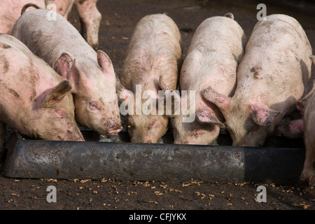 L'alimentation des porcs à partir d'un creux en métal au moment de l'alimentation à la ferme Banque D'Images