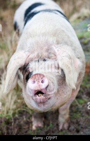 Les porcs en liberté sur Raasay, Ecosse, Royaume-Uni. Banque D'Images