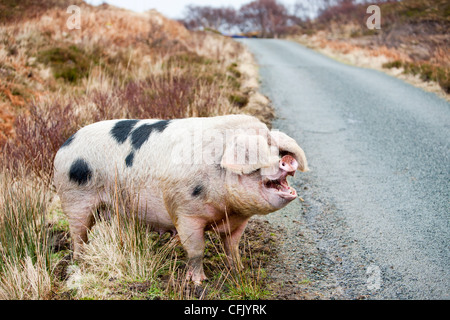 Les porcs en liberté sur Raasay, Ecosse, Royaume-Uni. Banque D'Images