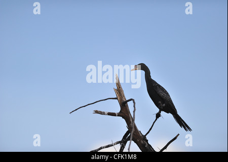 Cormoran africain - Reed cormorant (Phalacrocorax africanus) perché sur un arbre mort au Lac Baringo Banque D'Images