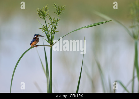 Martin-pêcheur huppé africaine - Diademed Kingfisher (Alcedo cristata) juvenile perché sur le lac Baringo à reed Banque D'Images