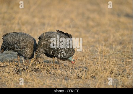 Pintade de Numidie - Numida meleagris pintades (commune) à la recherche de nourriture sur le terrain du Parc National de Masai Mara Banque D'Images