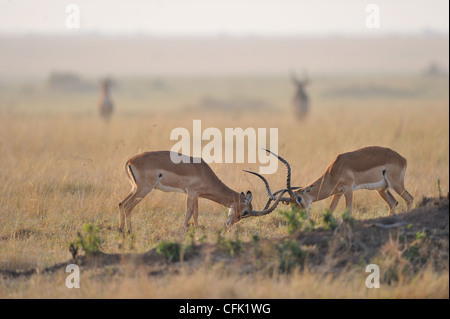 Impala (Aepyceros melampus melampus) deux mâles playfighting au lever de Maasai Mara NP Banque D'Images