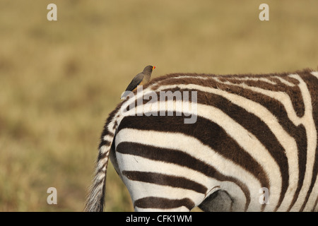 Zèbre des plaines - le zèbre de Burchell (Equus quagga) avec du jaune-billed oxpecker (Buphagus africanus) se nourrissant sur les tiques sur le dos Banque D'Images