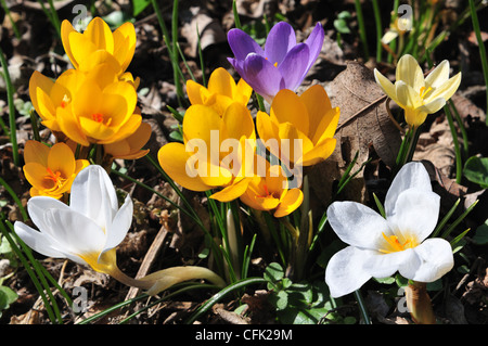 Crocus à fleurs de diverses couleurs au printemps pré. Banque D'Images