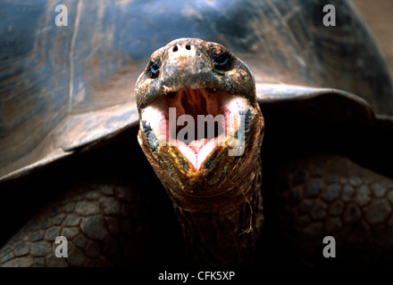 GiantturtleGalapagosGalapagos Prackly Pear CactusIsabela IslandGalapagos IslandsEcuador / (Opuntia echiosGalapagos tortue géante {Geochelone Elephant Banque D'Images