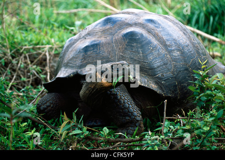 GiantturtleGalapagosGalapagos Prackly Pear CactusIsabela IslandGalapagos IslandsEcuador / (Opuntia echiosGalapagos tortue géante {Geochelone Elephant Banque D'Images