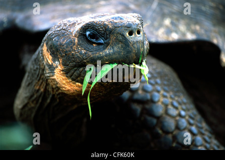 GiantturtleGalapagosGalapagos Prackly Pear CactusIsabela IslandGalapagos IslandsEcuador / (Opuntia echiosGalapagos tortue géante {Geochelone Elephant Banque D'Images