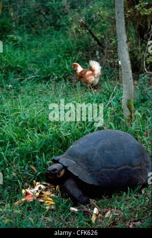 GiantturtleGalapagosGalapagos Prackly Pear CactusIsabela IslandGalapagos IslandsEcuador / (Opuntia echiosGalapagos tortue géante {Geochelone Elephant Banque D'Images