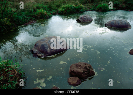 GiantturtleGalapagosGalapagos Prackly Pear CactusIsabela IslandGalapagos IslandsEcuador / (Opuntia echiosGalapagos tortue géante {Geochelone Elephant Banque D'Images