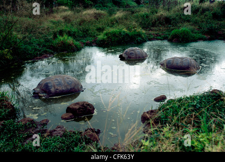 GiantturtleGalapagosGalapagos Prackly Pear CactusIsabela IslandGalapagos IslandsEcuador / (Opuntia echiosGalapagos tortue géante {Geochelone Elephant Banque D'Images