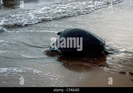 GiantturtleGalapagosGalapagos Prackly Pear CactusIsabela IslandGalapagos IslandsEcuador / (Opuntia echiosGalapagos tortue géante {Geochelone Elephant Banque D'Images