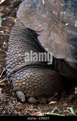 GiantturtleGalapagosGalapagos Prackly Pear CactusIsabela IslandGalapagos IslandsEcuador / (Opuntia echiosGalapagos tortue géante {Geochelone Elephant Banque D'Images