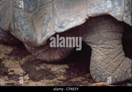 GiantturtleGalapagosGalapagos Prackly Pear CactusIsabela IslandGalapagos IslandsEcuador / (Opuntia echiosGalapagos tortue géante {Geochelone Elephant Banque D'Images