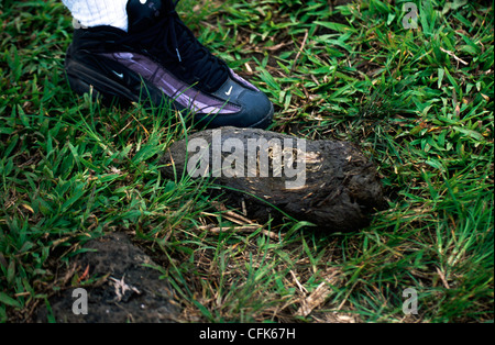 GiantturtleGalapagosGalapagos Prackly Pear CactusIsabela IslandGalapagos IslandsEcuador / (Opuntia echiosGalapagos tortue géante {Geochelone Elephant Banque D'Images
