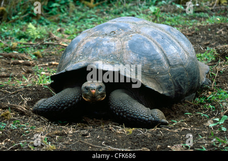 GiantturtleGalapagosGalapagos Prackly Pear CactusIsabela IslandGalapagos IslandsEcuador / (Opuntia echiosGalapagos tortue géante {Geochelone Elephant Banque D'Images