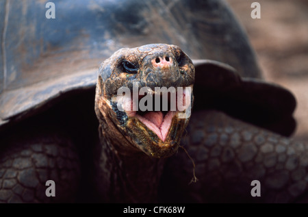GiantturtleGalapagosGalapagos Prackly Pear CactusIsabela IslandGalapagos IslandsEcuador / (Opuntia echiosGalapagos tortue géante {Geochelone Elephant Banque D'Images