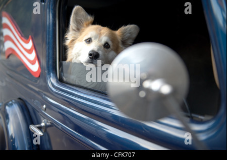 Mournful ou vain chien bleu foncé en voiture avec nous un drapeau et le rétroviseur Banque D'Images