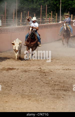 Charro mexicain ou de cow-boy à cheval dans un lienzo charro (aka arena) au lasso lasso ou d'un bouvillon, TX, US Banque D'Images