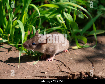 Baby Wild Rat surmulot, Rattus norvegicus manger miettes laissés pour les oiseaux, UK Banque D'Images