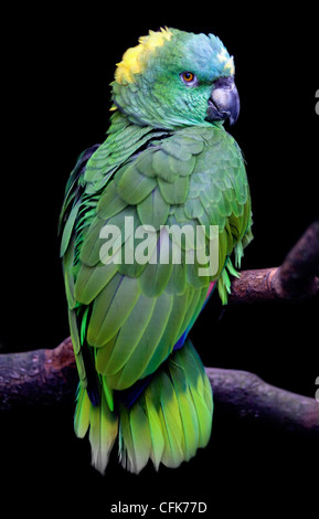 Amazon cou jaune (Amazona auropalliata) Banque D'Images