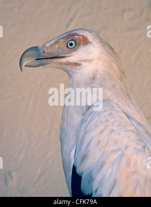 Palmnut gypohierax angolensis vautours () Banque D'Images