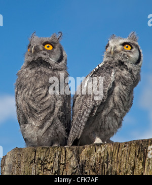 Deux Scops Owl face blanche (ptilopsis leucotis poussins) Banque D'Images