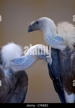 Charognards eurasien (Gyps fulvus) Banque D'Images