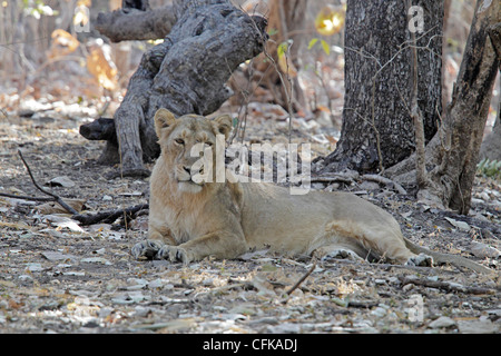 Femme lion asiatique dans Gir National Park Banque D'Images