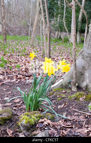 Jonquilles jaune accroît à une base d'un arbre en bois, dans la campagne anglaise. Les jonquilles sauvages. Banque D'Images