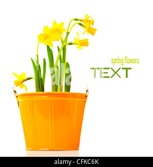 Pot de fleurs de narcisses, usine de source fraîche, Pâques et la fête des Mères, cadeau vase de fleurs jaune isolé sur fond blanc Banque D'Images