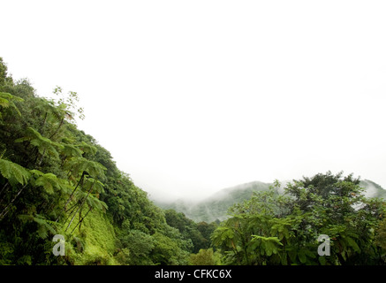 Une vue sur le feuillage humide pulpeuse du haut de la Forêt Nationale de El Yunque, Porto Rico Banque D'Images
