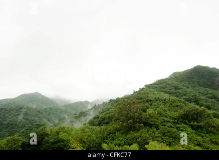 Une vue sur le feuillage humide pulpeuse du haut de la Forêt Nationale de El Yunque, Porto Rico Banque D'Images