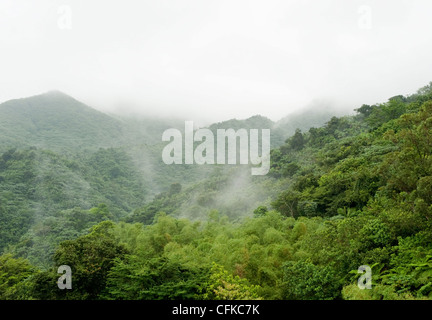 Misty une vue sur le feuillage humide pulpeuse du haut de la Forêt Nationale de El Yunque, Porto Rico Banque D'Images