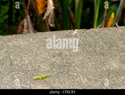 Un petit lézard vert sur un mur dans la forêt nationale de El Yunque Puerto Rico Banque D'Images