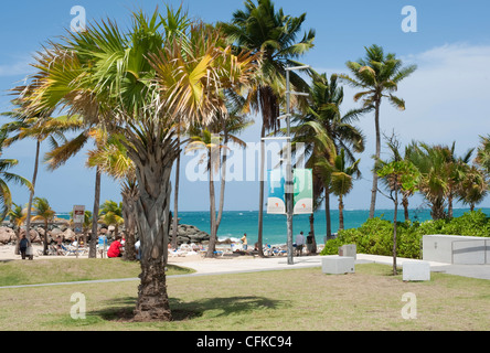 Un palmier à l'entrée de la plage de Condado, San Juan, Puerto Rico Banque D'Images