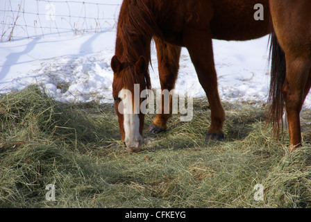 Seul cheval brun paissant dans les pâturages d'hiver, près de Baggs, Wyoming, Rocky Mountain west Banque D'Images