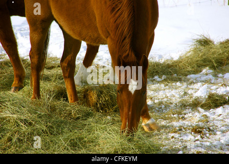 Seul cheval brun paissant dans les pâturages d'hiver, près de Baggs, Wyoming, Rocky Mountain west Banque D'Images