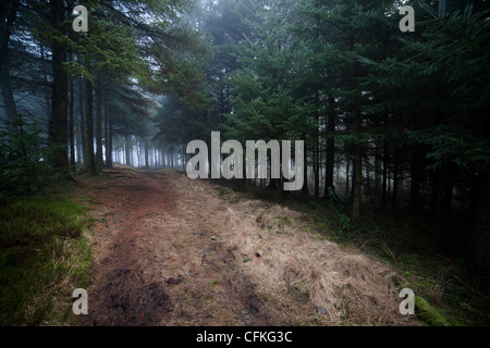 Chemin à travers une forêt de pins. Banque D'Images