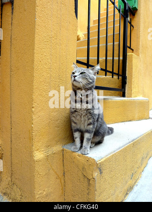 Joli chat gris debout sur un escalier orange en face d'une clôture noire Banque D'Images