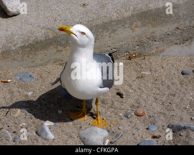 Blanc et gris mouette debout sur la plage et demander de la nourriture, Menton, sud de la France Banque D'Images