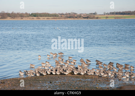 Noeud et Barge à queue noire - High Tide roost Calidris canutus & Limosa limosa Rivière Stour Essex, UK BI021328 Banque D'Images