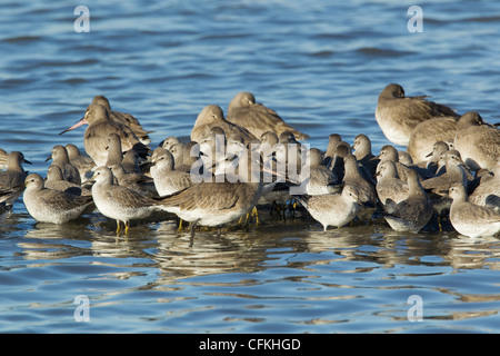 Noeud et Barge à queue noire - High Tide roost Calidris canutus & Limosa limosa Rivière Stour Essex, UK BI021329 Banque D'Images