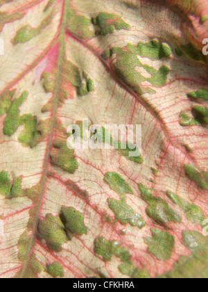 Feuille d'oreilles d'éléphant Banque D'Images