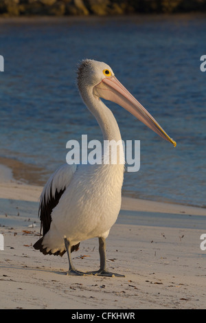 Australian Pelican. Pelecanus conspicillatus. Banque D'Images