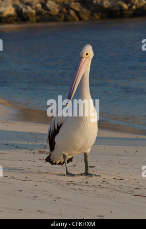 Australian Pelican. Pelecanus conspicillatus. Banque D'Images