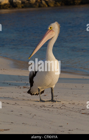 Australian Pelican. Pelecanus conspicillatus. Banque D'Images